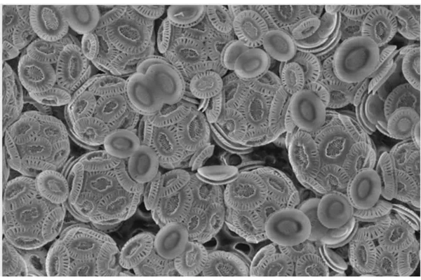 Discovering a Novel Light-Harvesting Structure in Marine Algae