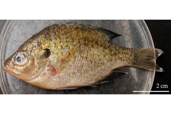 Introduced Human-Infecting Parasites Found in Freshwater Fish Across the US