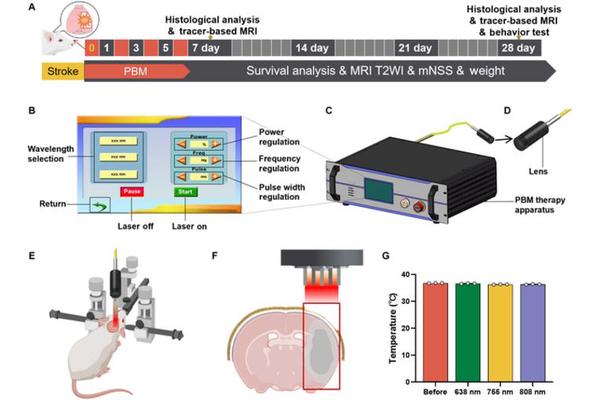 Enhanced Molecular Transport in Brain Extracellular Space via 755-nm Light Reduces Cognitive Impairment After Stroke in Rats