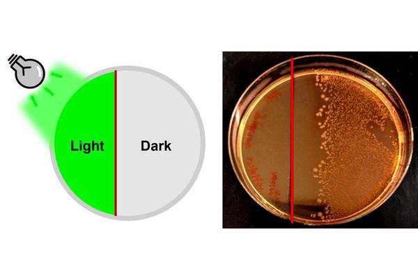 Green Light Triggers Antibiotic Activation Precisely Where Needed