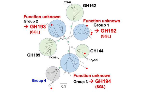 Researchers Unveil Novel Enzyme Families Capable of Degrading Rare Bacterial Carbohydrates