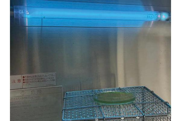 Boosting D-Lactic Acid Production Through UV Irradiation Advances