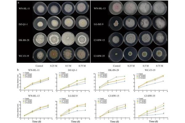 Endophytic Fungi from Salt-Tolerant Sesuvium portulacastrum Boost Maize Growth and Salt Resistance