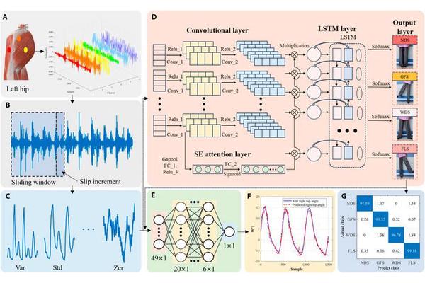Revolutionizing Gait Analysis: Dual-Task Learning Framework Enhances Lateral Walking Gait Recognition and Hip Angle Prediction