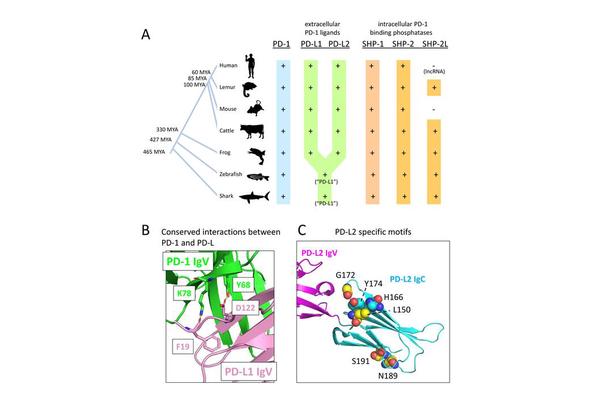 Tracing Immune Restraint Through Time: Uncovering the PD-1 Pathway Origins in Sharks