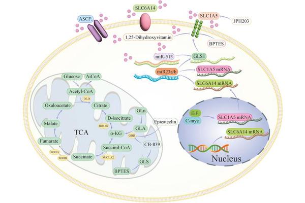Mapping Breast Cancer Metabolism: Paving the Way for Innovative Targeted Therapies