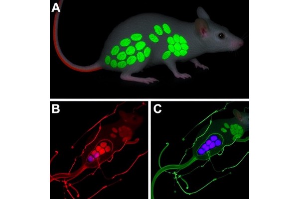 Dnajc12 Knockout Mice Show Biogenic Amine Deficiency