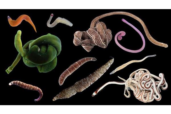 Discovering Over 100 New Ribbon Worm Species and Counting
