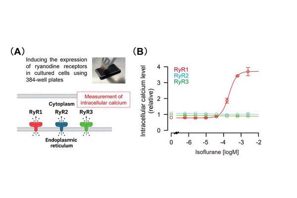 How Inhalational Anesthetics Work: Unveiling Key Insights into Their Mechanism of Action