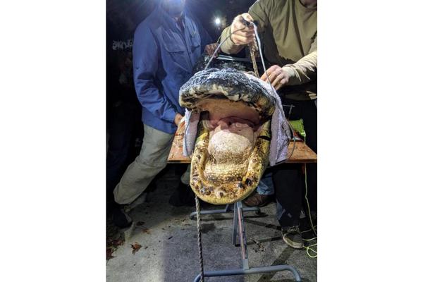 New Study Reveals Surprising Creatures Hidden in Georgia’s Swamps Beyond Alligators