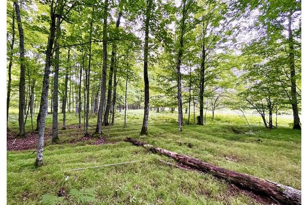 Archaeologists Discover Vast 1,000-Year-Old Native American Agricultural Fields in Northern Michigan Challenging Conventional Farming Limits