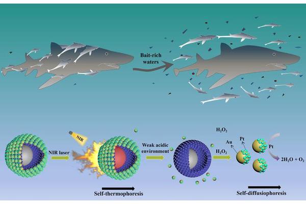 Biomimetic Two-Stage Micro-Nanomotor Featuring Weak Acid-Triggered Nanomotor Release