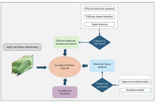 Enhancing Apple Disease Detection Through Multi-Scale Features and Attention Mechanisms