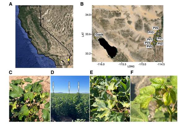 Study Reveals Cotton Virus Went Undetected for Nearly 20 Years
