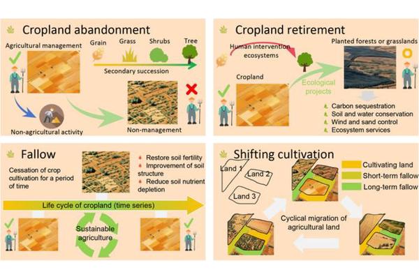 From Croplands to Wildwoods: Monitoring Abandoned Fields from Space