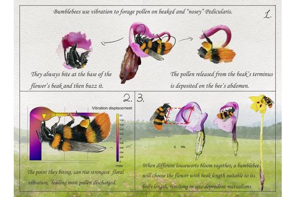 “‘Bite Me Here!’: Multidisciplinary Research Uncovers the Resonance Secret Behind Buzz Pollination”