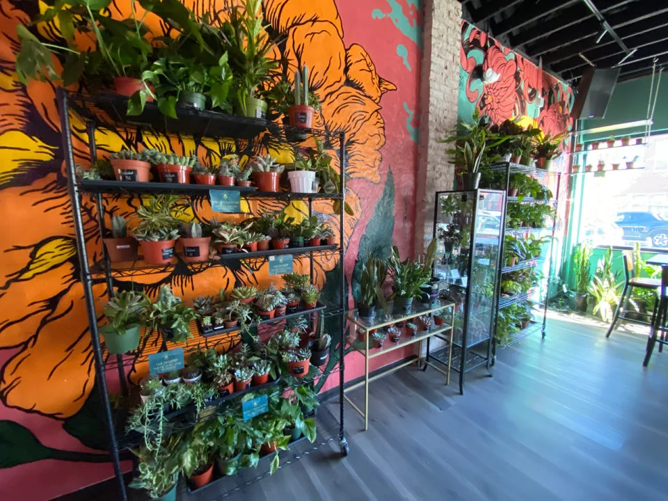 Shelves full of plants