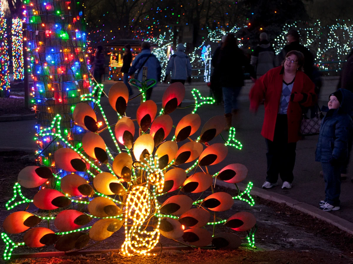 An illuminated peacock