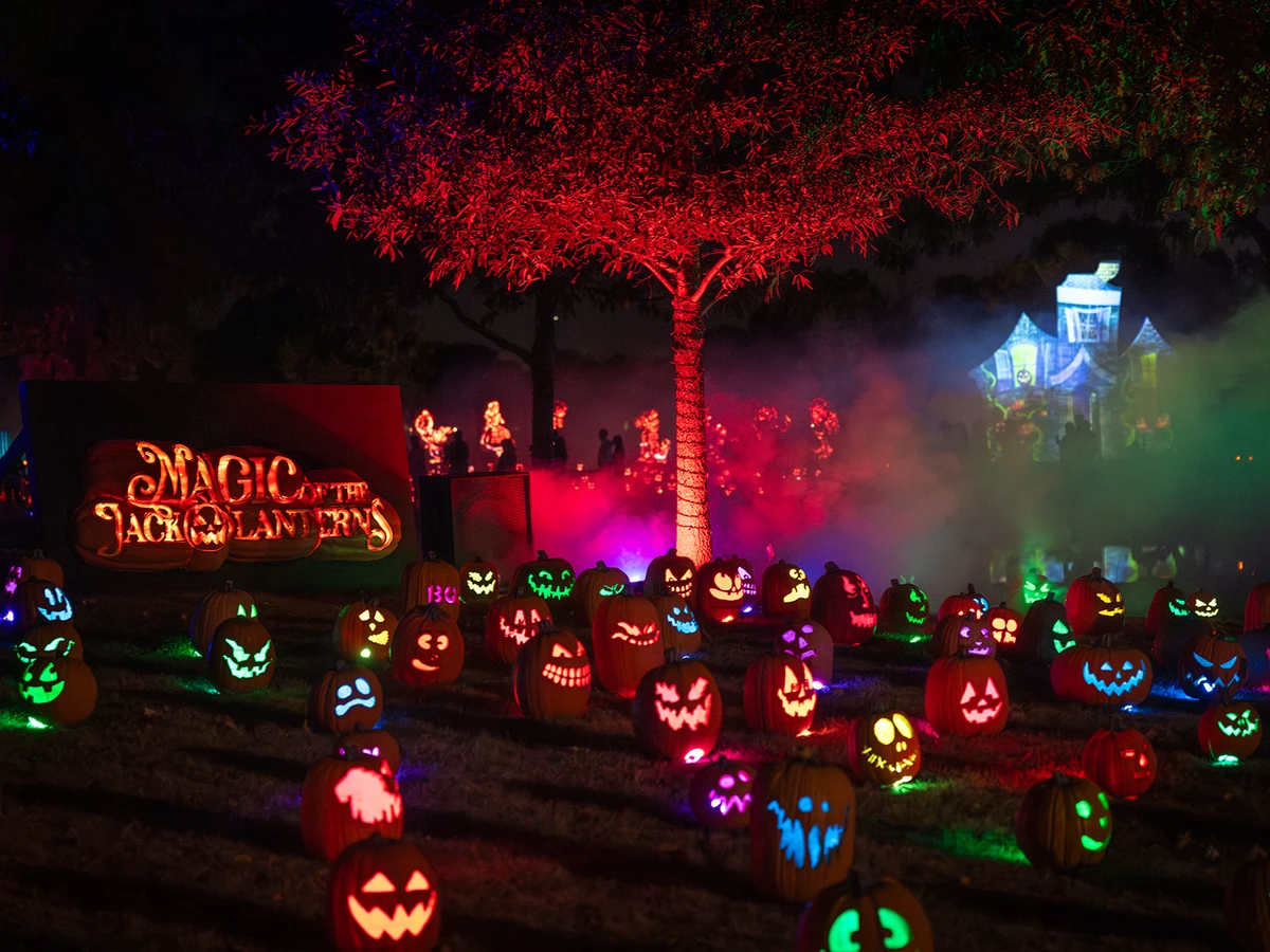 jack-o-lanterns lit up at night