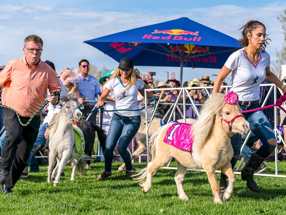 Humans run alongside mini ponies