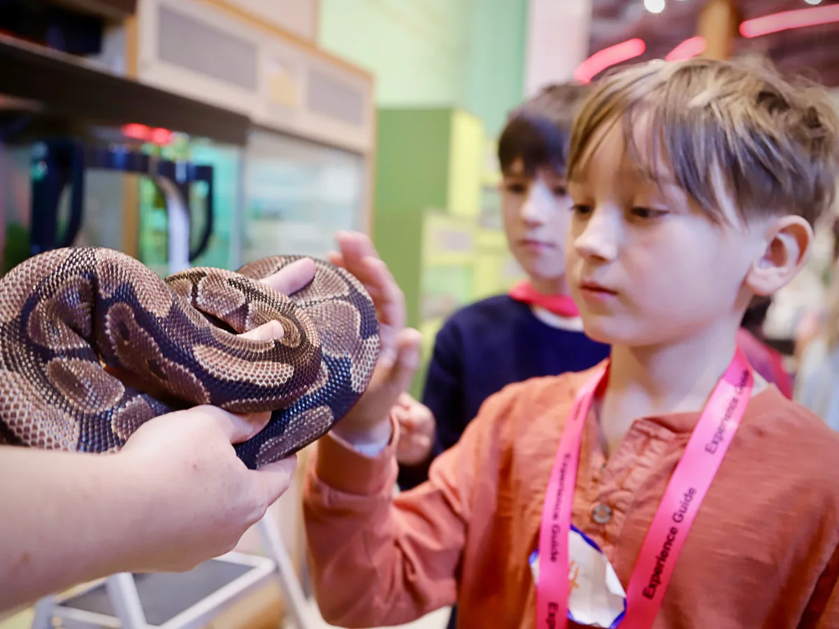 A kid pets a snake at Fort Collins Museum of Discovery