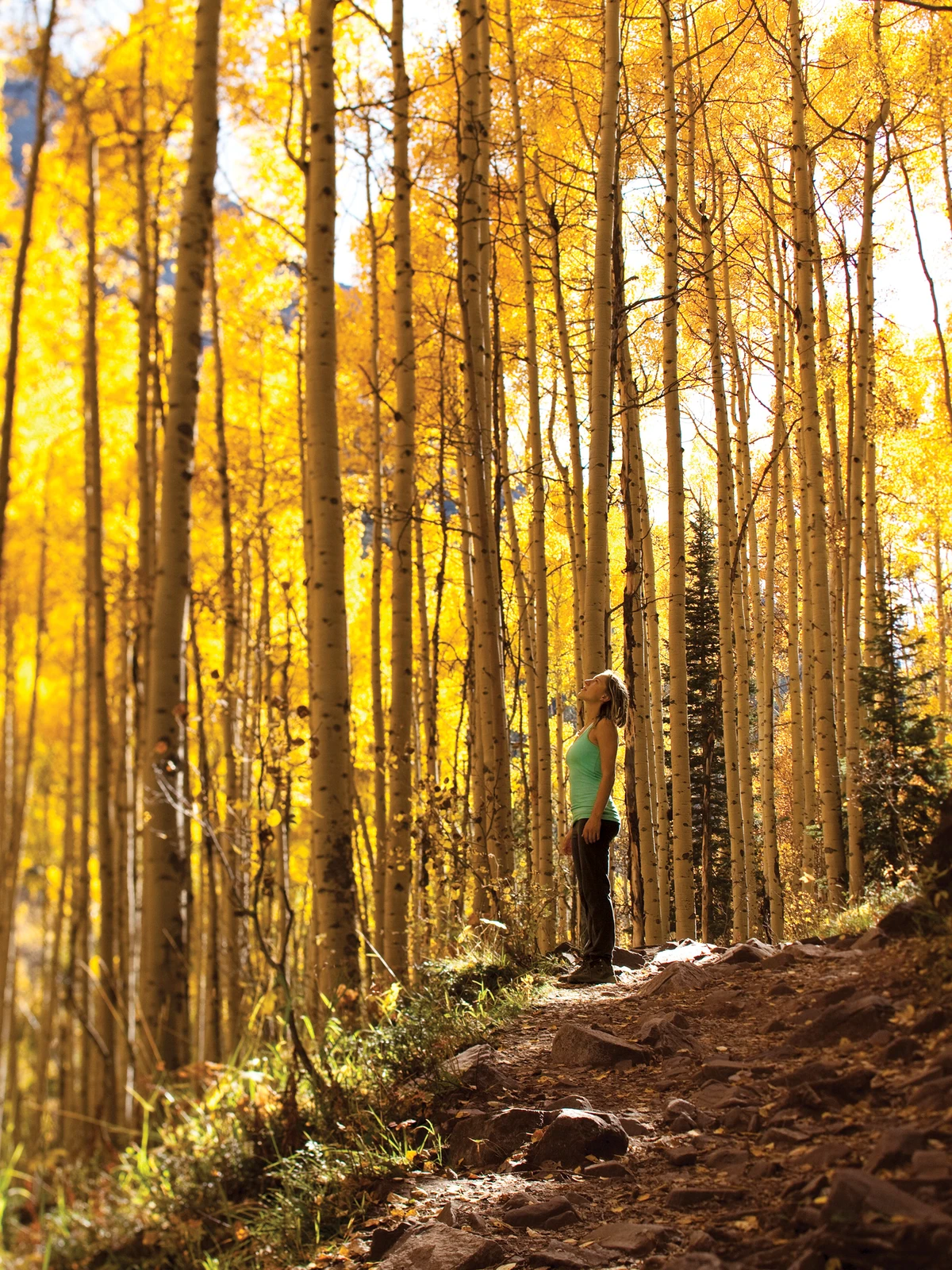 A woman looks at gilded aspens