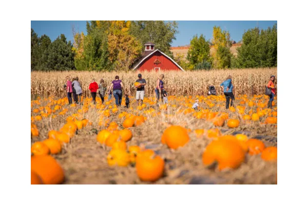 The 7 Best Pumpkin Patches to Visit in Denver and the Front Range