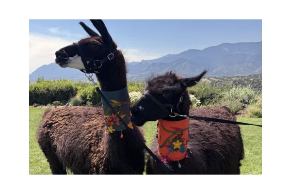 Llamas Are All About Sunday Brunch in Colorado
