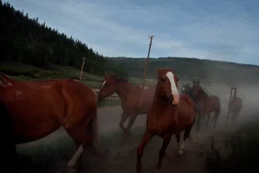 This Colorado Author Saved Hundreds of Horses From the East Troublesome Fire