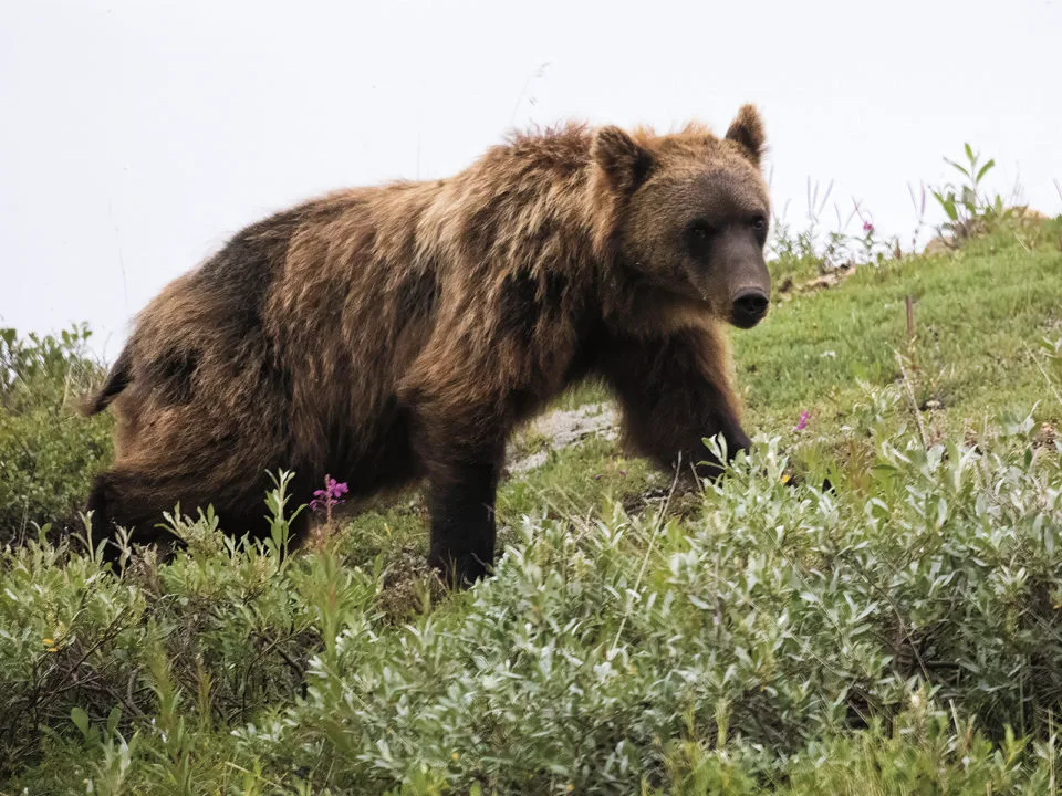 A grizzly bear in Alaska