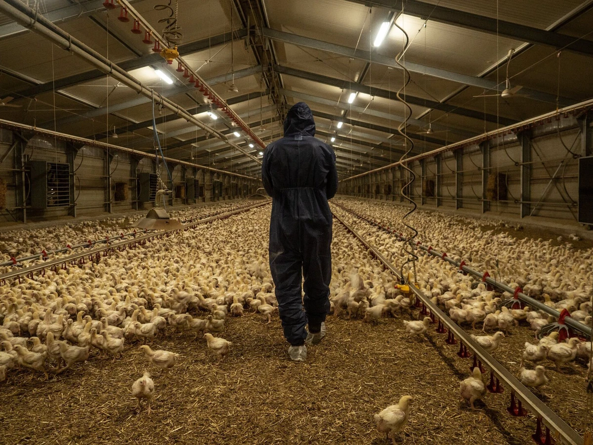 Man walks through a warehouse full of chickens