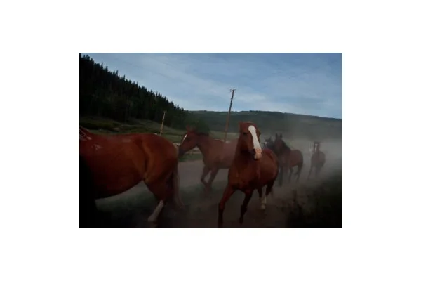 This Colorado Author Saved Hundreds of Horses From the East Troublesome Fire