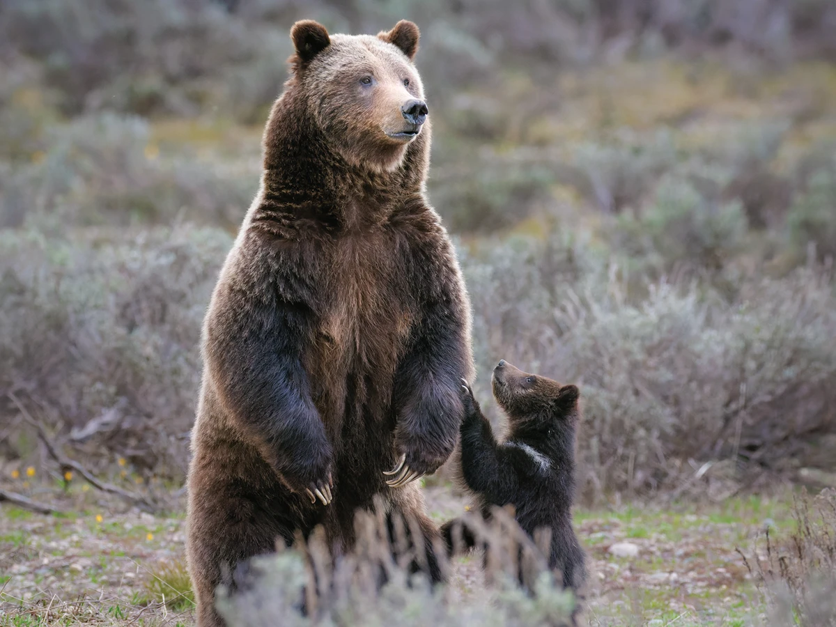 Mama bear & cub