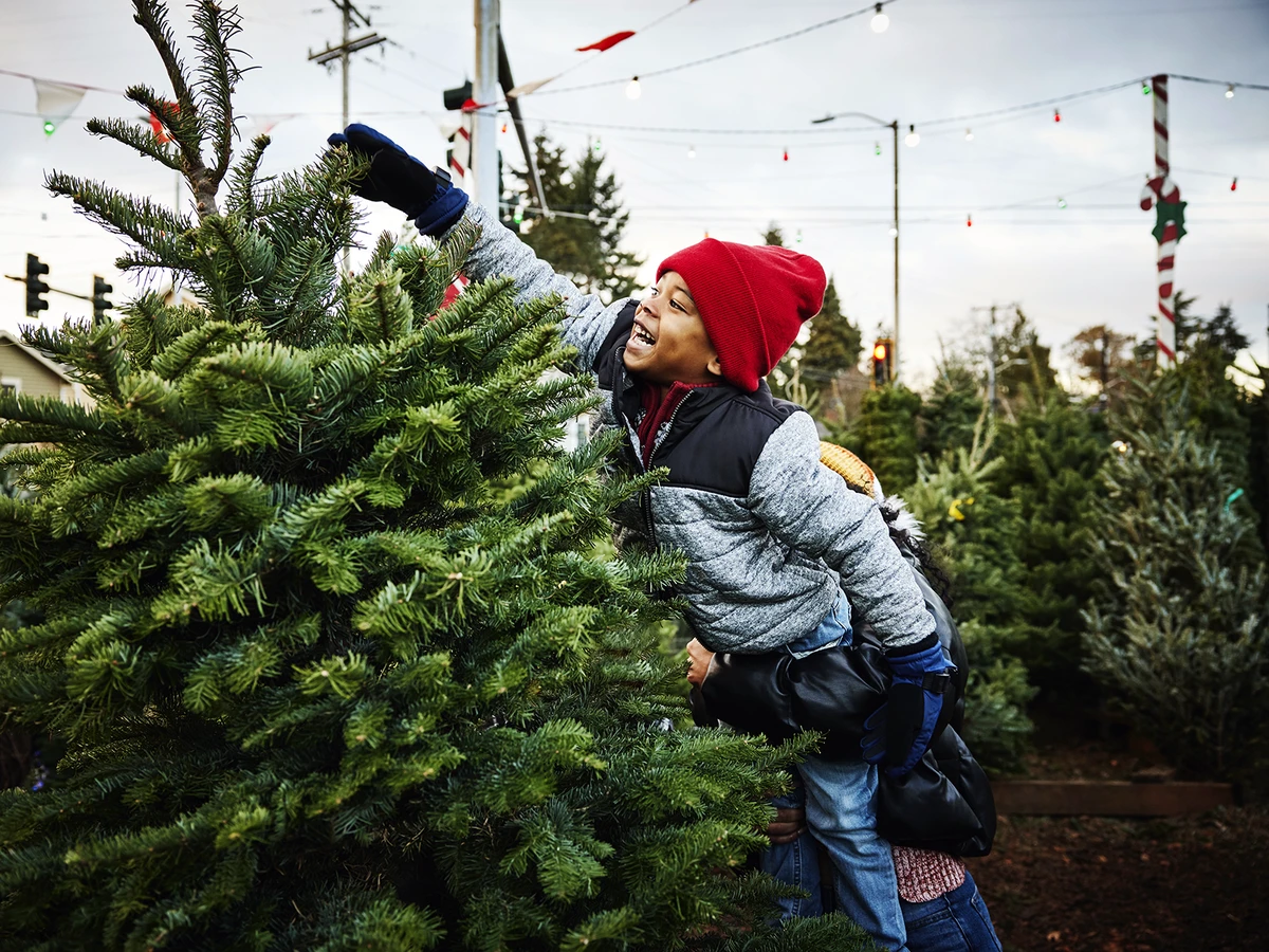 A young boy is lifted up to touch the top of a Christmas tree