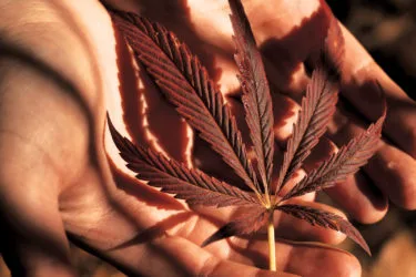 What the First Man to Buy Pot Legally in Colorado Thinks About the Cannabis Industry Now