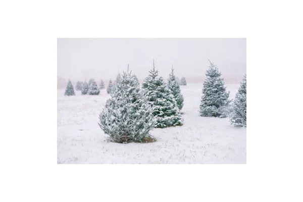 Where To Find Your Christmas Tree This Year