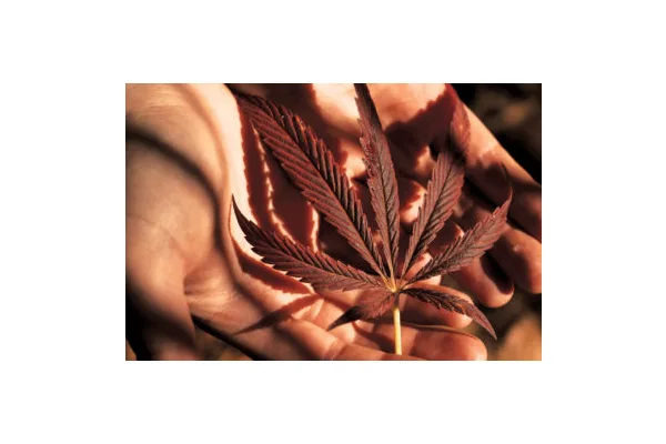 What the First Man to Buy Pot Legally in Colorado Thinks About the Cannabis Industry Now