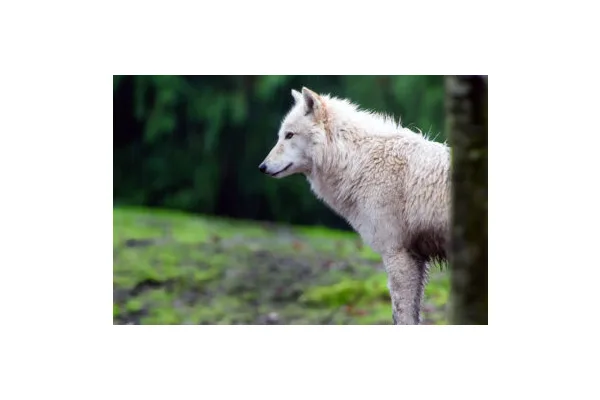 Can Wolves and Humans Peacefully Coexist?
