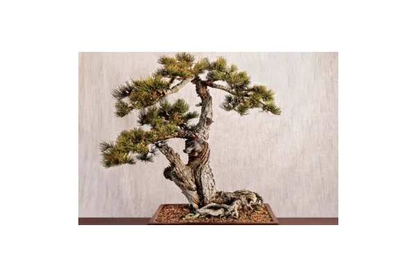Learn How to Appreciate the Ancient Art of Bonsai