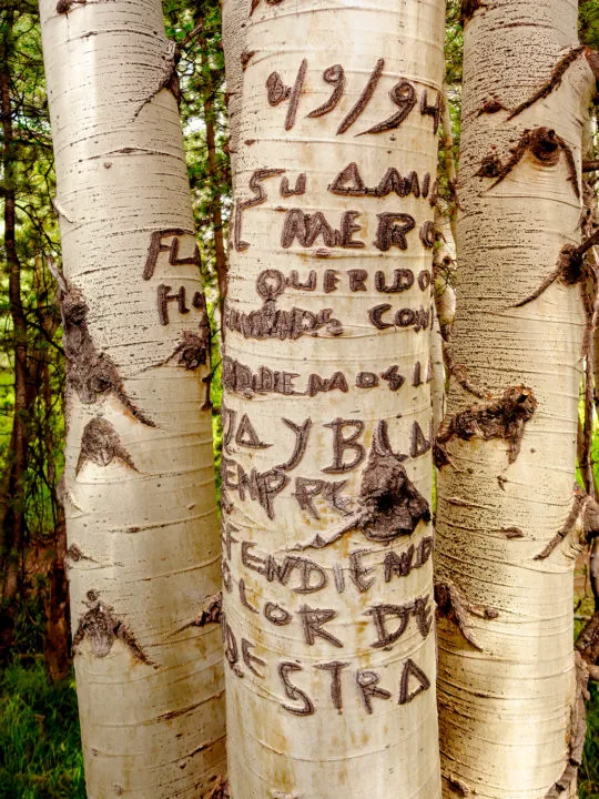 A picture of an aspen tree carved with letters and numbers.