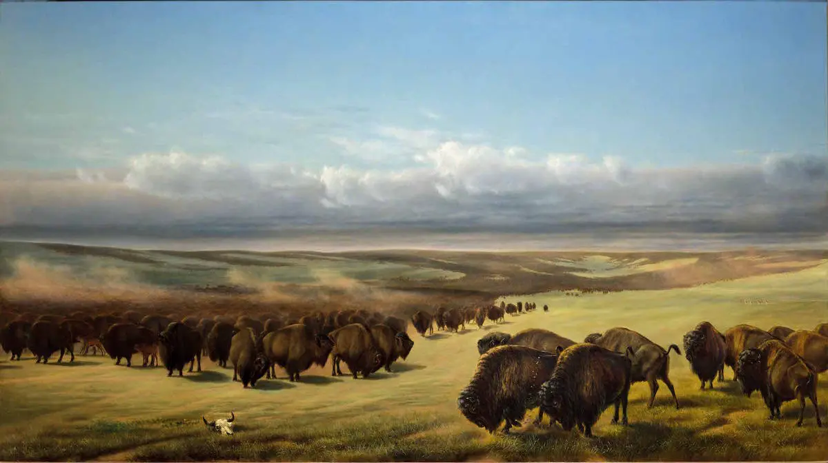 William Jacob Hays' "The Gathering of the Herds," 1866, which features buffalo grazing on a prairie