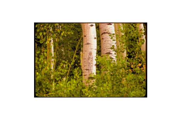 Aspen Archives Showcases Tree Carvings Left by Sheepherders in Colorado’s High Country