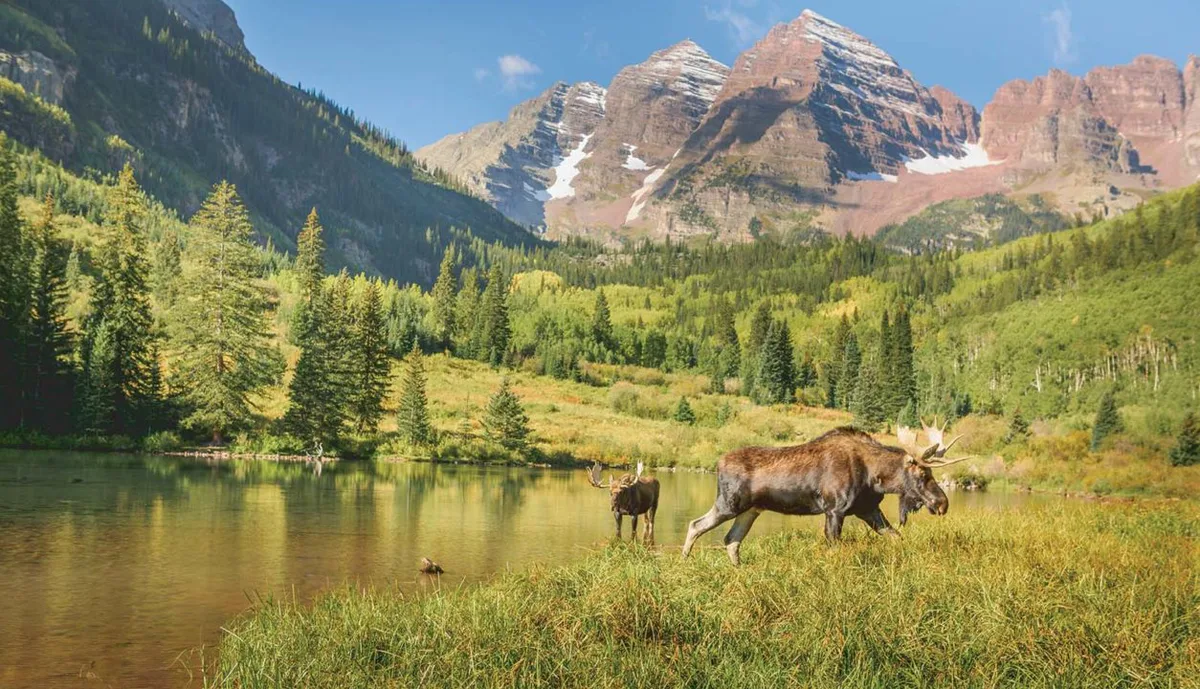 Maroon Bells, Moose
