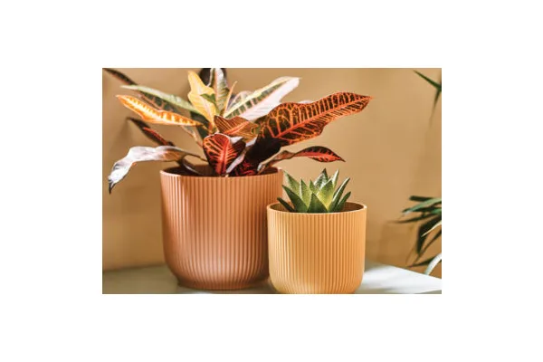 How to Decide Which Plant is Best for You (and Your Home)