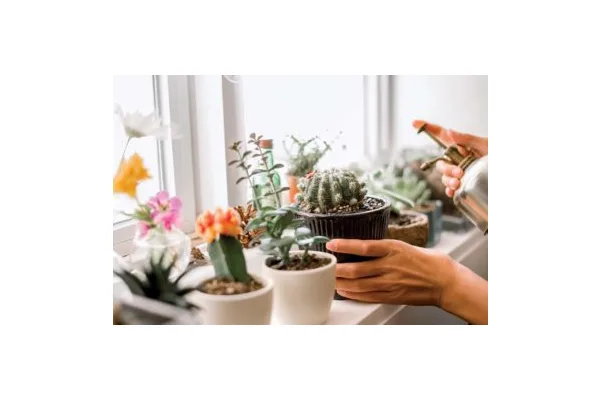 Stop Making These Rookie Houseplant Mistakes—And Start Learning The Lingo