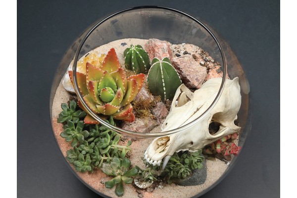 We’re Obsessed With These Eerie Terrariums