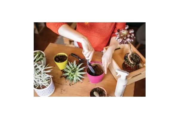 Your Questions about House Plants, Answered by Colorado Experts