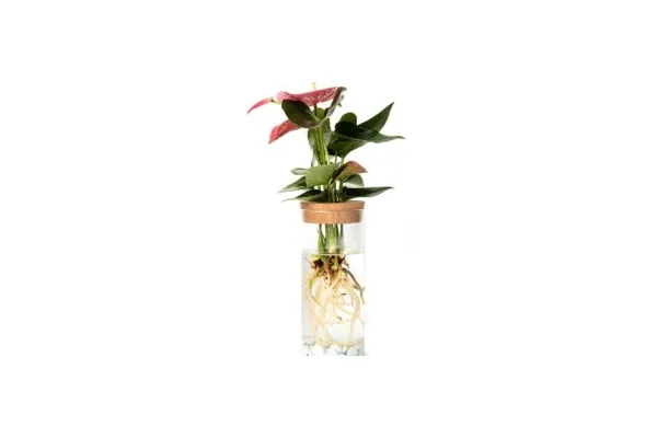Want More Plants for Free? Learn How to Propagate