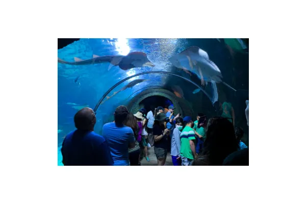 Plunge New Depths at the Denver Aquarium