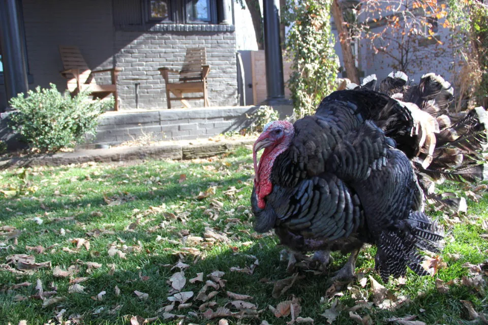 Tofu the Turkey